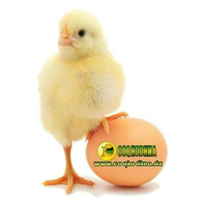 صورة الشعار